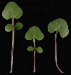 Cardamine megalantha. Rosette leaves.
 Image: P.B. Heenan © Landcare Research 2019 CC BY 3.0 NZ